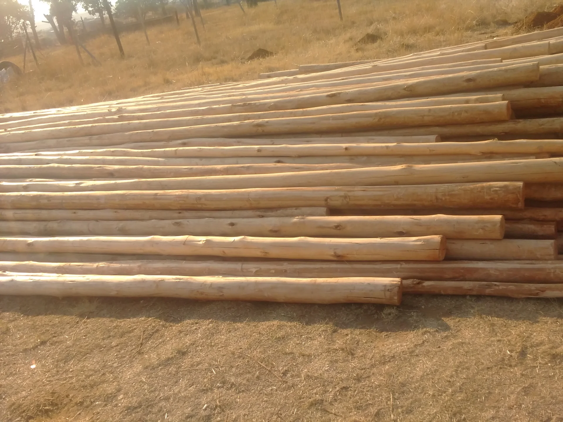 Gum pole fence line stretching across open farmland landscape