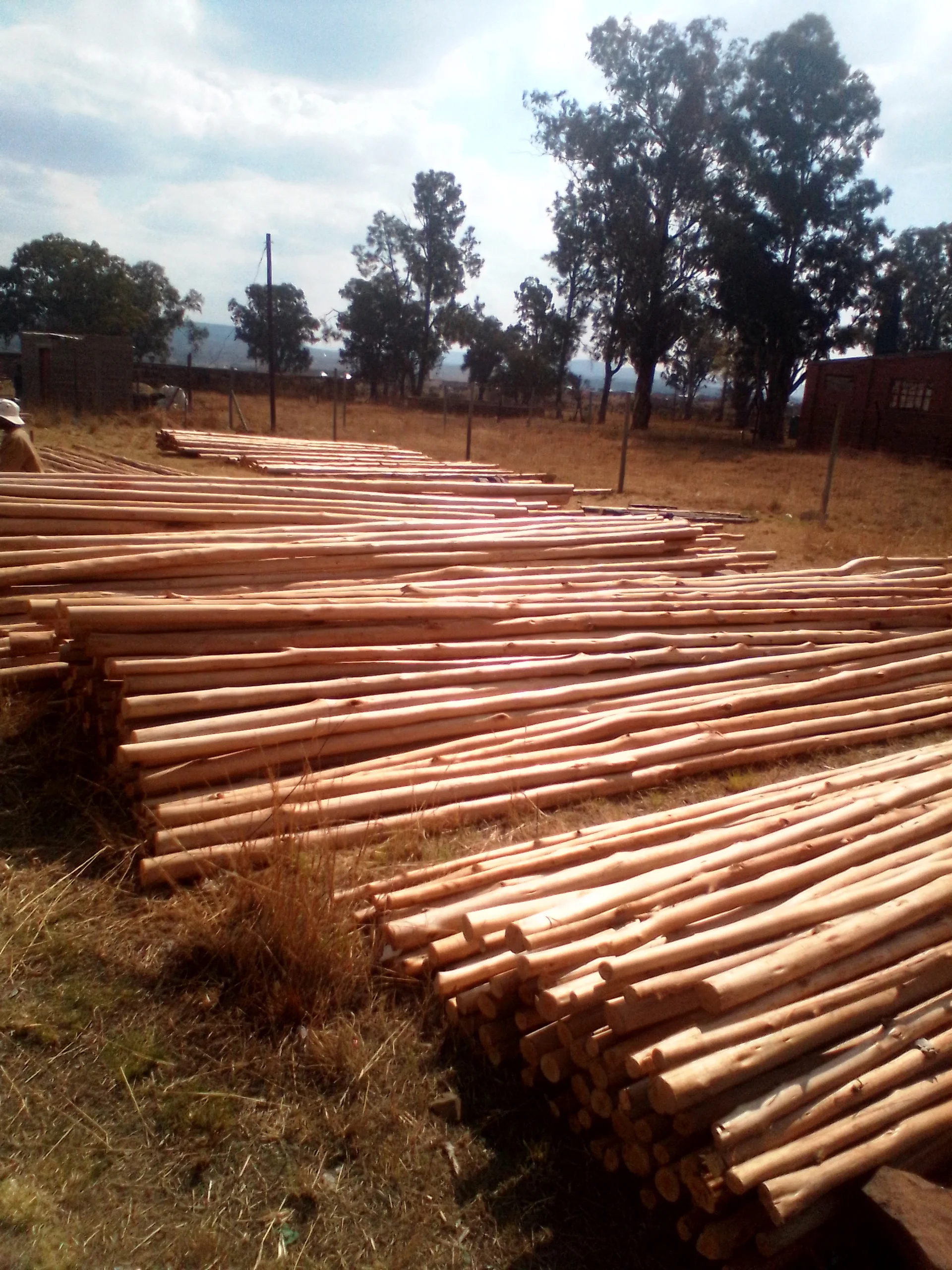 Harvested eucalyptus timber logs prepared for processing into poles
